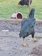 Shamo, Dieren en Toebehoren, Pluimvee