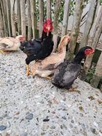 Yamato gunkei kippen, Dieren en Toebehoren, Pluimvee, Meerdere dieren, Kip