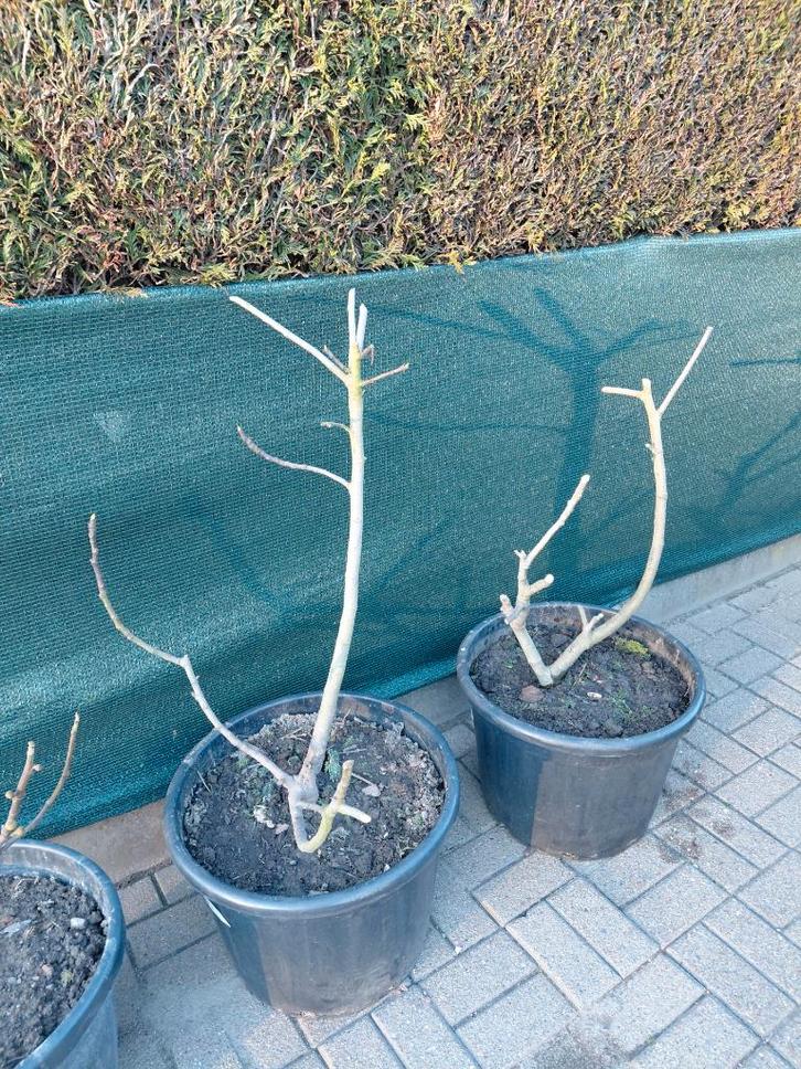 vijgeboom, Jardin & Terrasse, Plantes | Arbres fruitiers, Figuier, Moins de 100 cm, Plein soleil, Printemps, En pot, Enlèvement