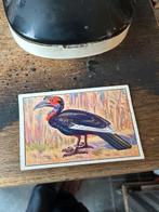 Bucorvus de bie n 26, Ophalen of Verzenden, Overige typen