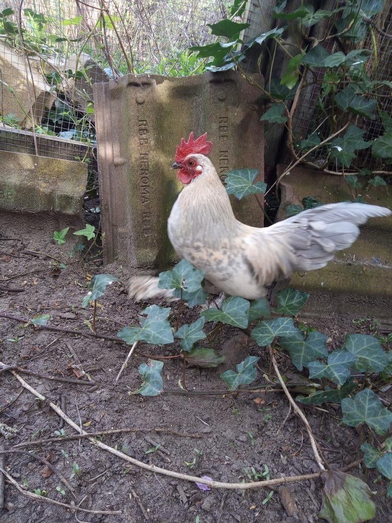 Haantje Maui (sabelpoot kriel) zoekt goed huis.