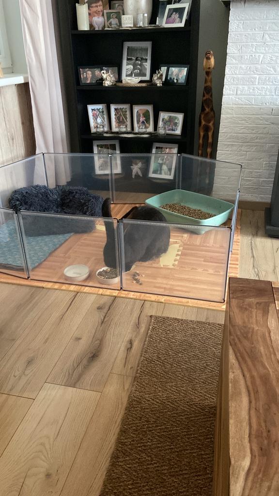 Vlaamse reus mannetje