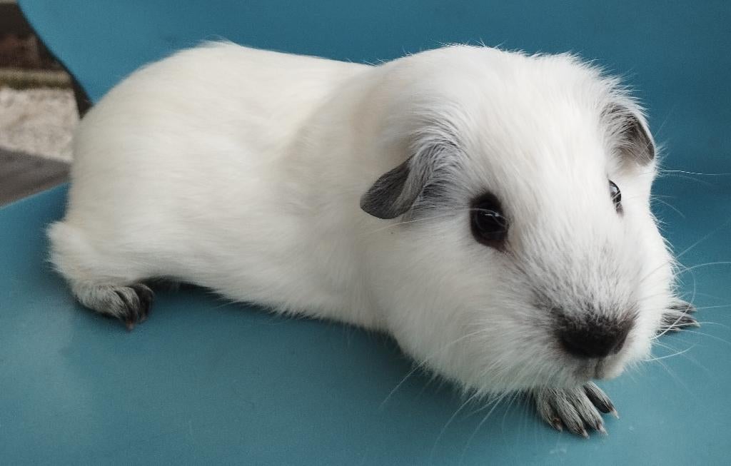 Jonge California cavia, Mars, Mâle, Cobaye