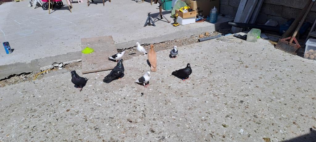 Personnes sourdes, Jardin & Terrasse, Gravier, Rochers & Caillasse, Enlèvement ou Envoi