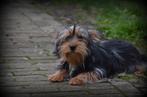 Chiot Yorkshire Terrier, 15 semaines à 1 an, Yorkshire Terrier, Chien (mâle), Belgique