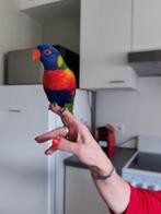 Kweekkoppel lories van de blauwe bergen. + 3j Met papieren., Dieren en Toebehoren