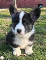 Chiots Welsh Corgi super mignons, élevés à la maison !, Animaux & Accessoires, Chiens | Bergers & Bouviers, Chien (mâle), Autres races