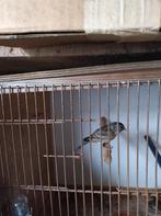 Kruising witte kanarie en distelvink, Dieren en Toebehoren