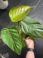 Philodendron Quelelii, Enlèvement ou Envoi