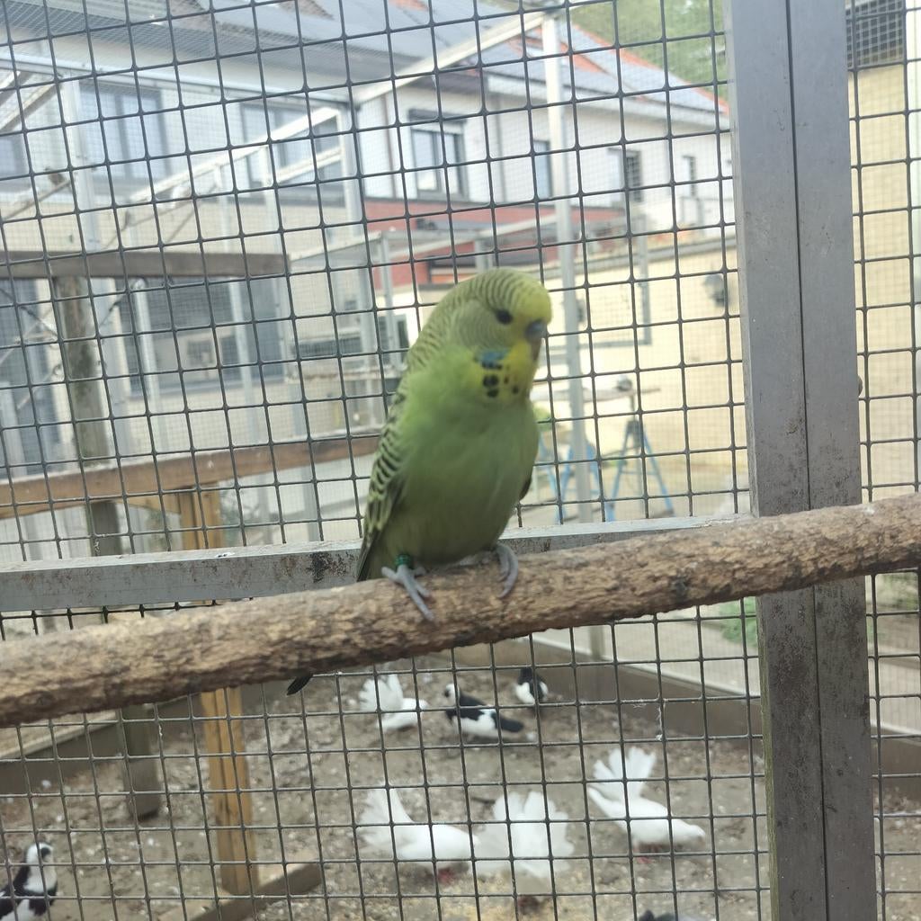 Jonge Engelse grasparkiet, Domestique