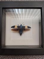 Kever taxidermie, Ophalen, Zo goed als nieuw, Insect, Opgezet dier
