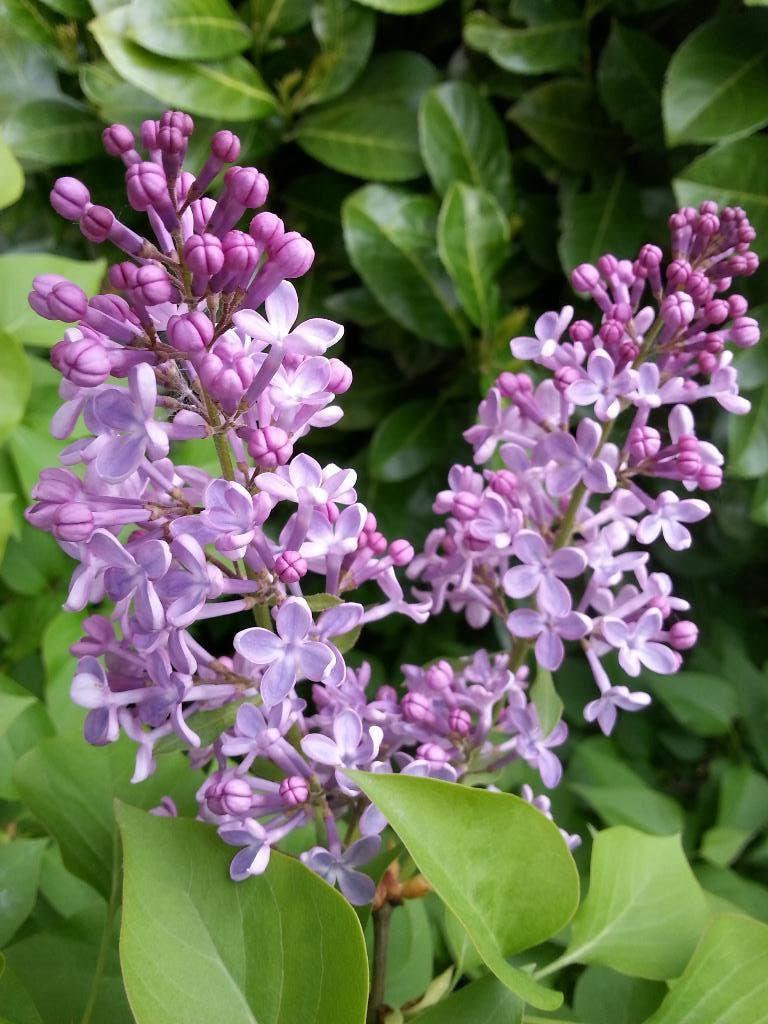 Lilas, Jardin & Terrasse, Plantes | Jardin, Enlèvement, Autres espèces