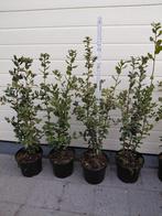 Querqus Ilex, Enlèvement