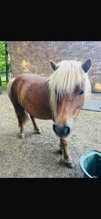 Shetlander, Dieren en Toebehoren, Pony's