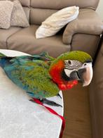 Perroquet ara arlequin, Mâle, Perroquet