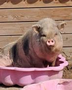 Hangbuikvarken Janine