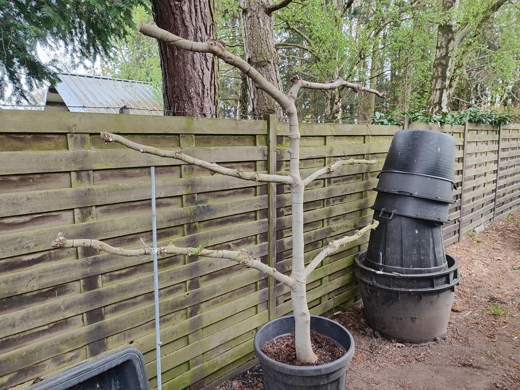 Vijgenboom, Ophalen, In pot, Vijgenboom