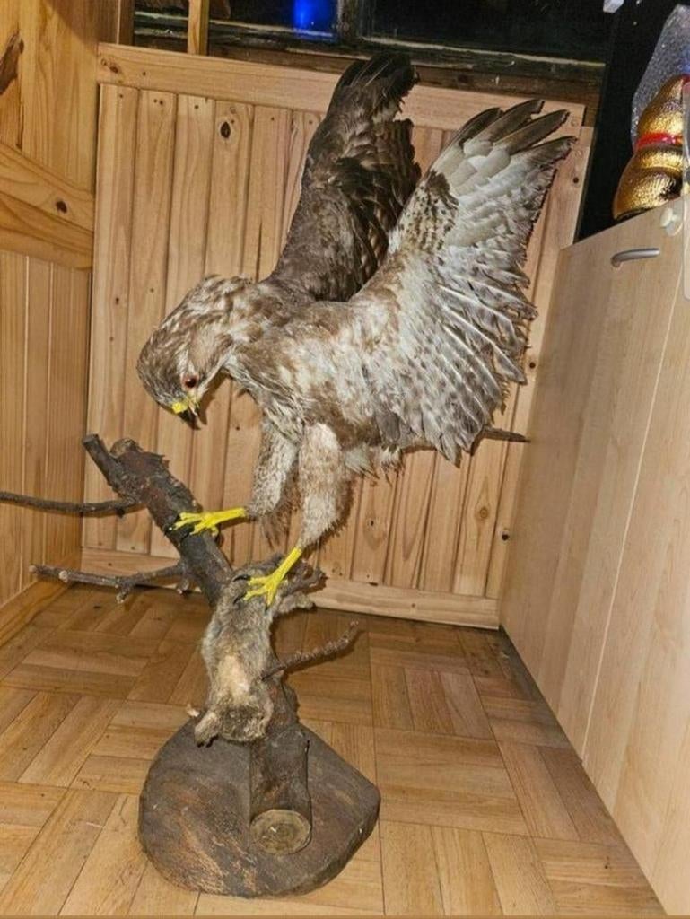 Opgezette buizerd met konijntje, Ophalen