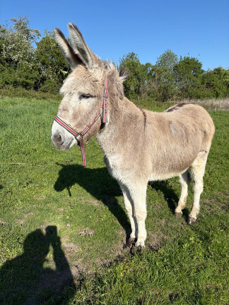 Ane, Animaux & Accessoires, Vermifugé, Poney B (1.17 m à 1.27 m), 11 ans ou plus, Non dressé