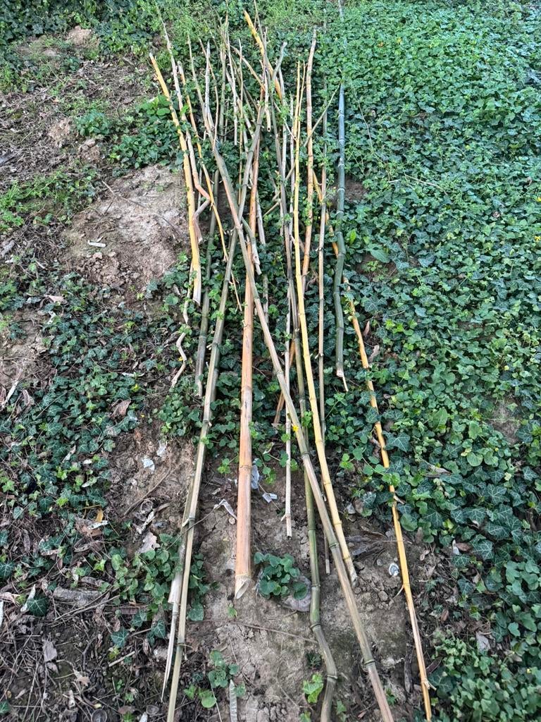 Bamboestokken, Ophalen