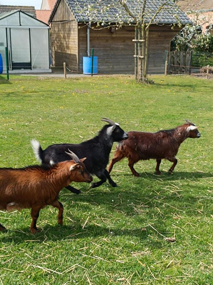 Dwerggeitjes te koop, Dieren en Toebehoren, Schapen, Geiten en Varkens, Geit