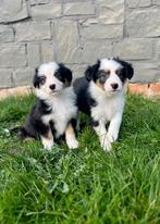 Beaux chiots border collie, Colley, Plusieurs, Hépatite contagieuse (maladie de Rubarth), Belgique