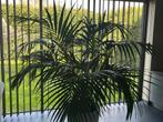 Kentia palm, Tuin en Terras, Ophalen