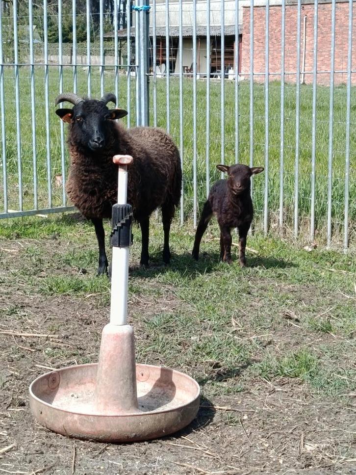 Mooie ooi + ooilam, Dieren en Toebehoren, Schapen, Geiten en Varkens