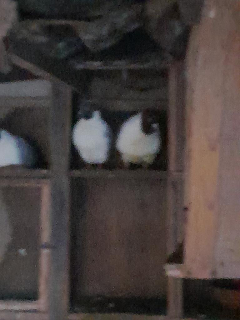 strasser duiven, Meerdere dieren, Overige soorten