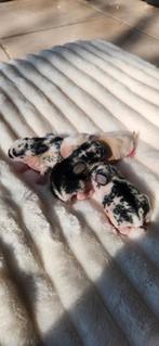 Prachtige NHD (Nederlandse Hangoor Dwerg) babykonijntjes, Dieren en Toebehoren, Konijnen