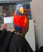 Lori van de blauwe bergen, Dieren en Toebehoren