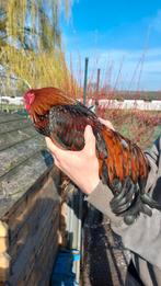 Cochinkriel, Dieren en Toebehoren, Pluimvee