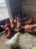 Legkippen te koop, Vrouwelijk, Kip