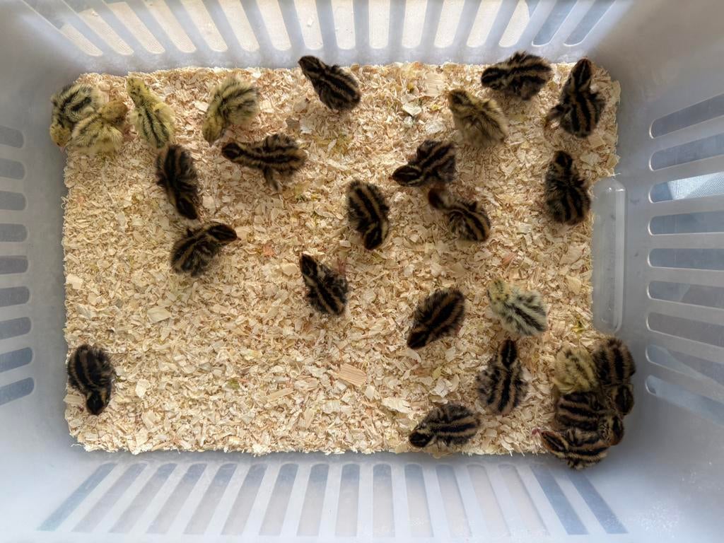 Super schattige kwartels, Tam