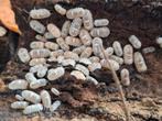 Isopods - Armadillidium espanyoli marbleized, Autres espèces