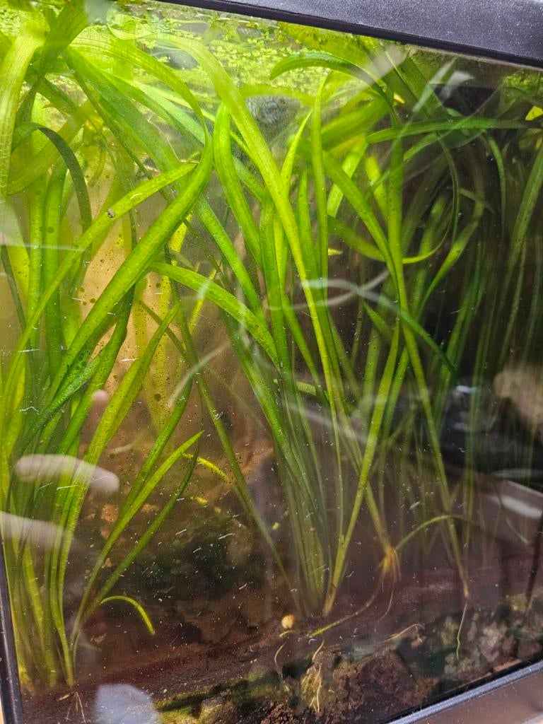 Vallisneria nana, Animaux & Accessoires, Enlèvement, Comme neuf, Plante(s), Pierre ou Bois