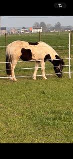Leuke 2 jarige b pony, Dieren en Toebehoren, Gechipt, Ruin, 0 tot 2 jaar, B pony (1.17m tot 1.27m)
