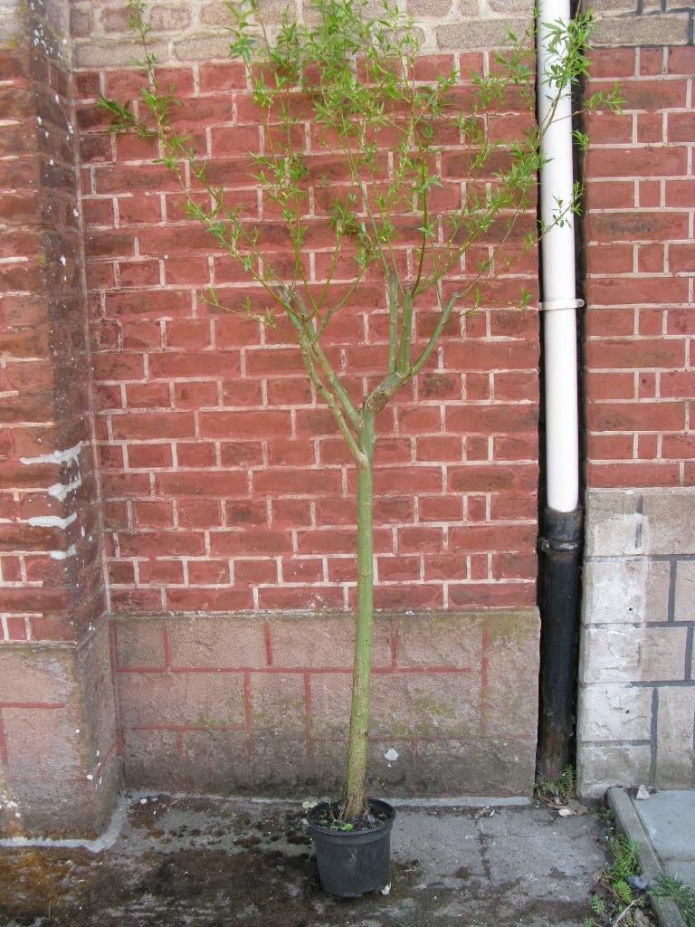 Plant de saule en pot, Jardin & Terrasse, Plantes | Arbres, Autres espèces, 400 cm ou plus, Printemps, En pot, Enlèvement