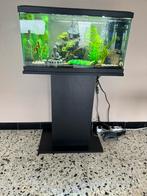 Aquarium met vissen alles is Nieuw!, Dieren en Toebehoren, Ophalen, Nieuw