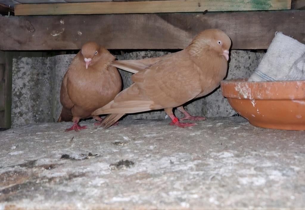 Gobelets belges à vendre