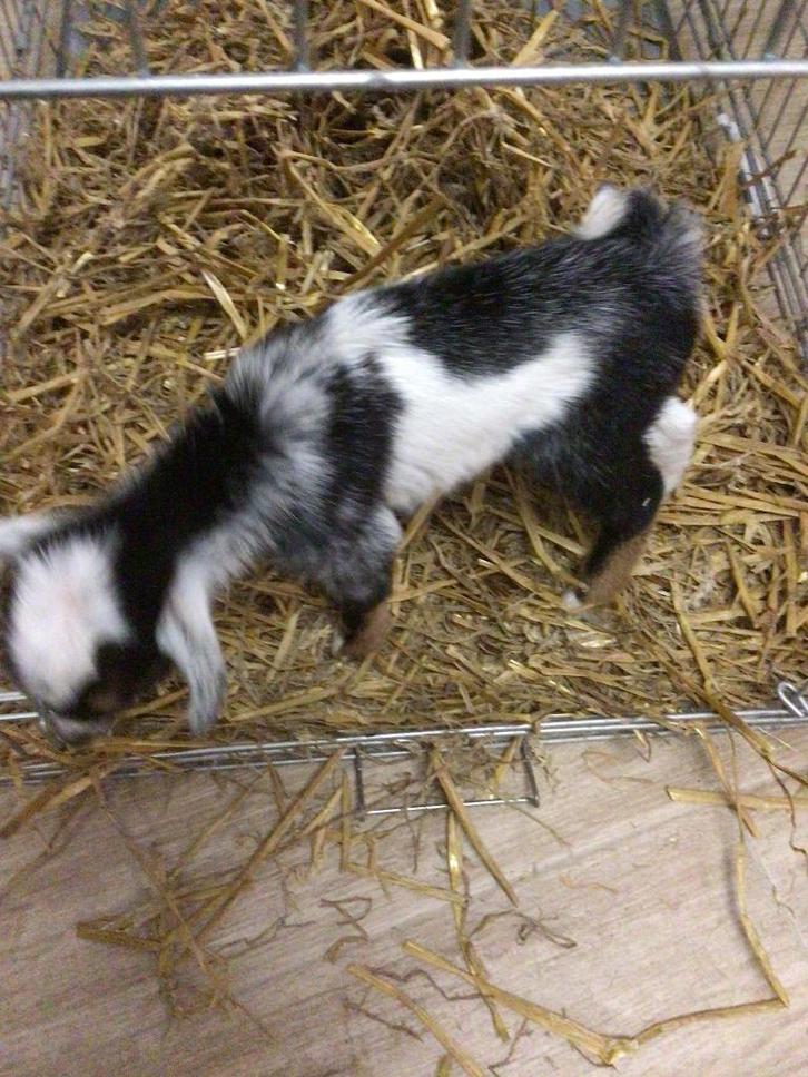 Chèvres naines, Animaux & Accessoires, Moutons, Chèvres & Cochons, Chèvre, Mâle, 0 à 2 ans
