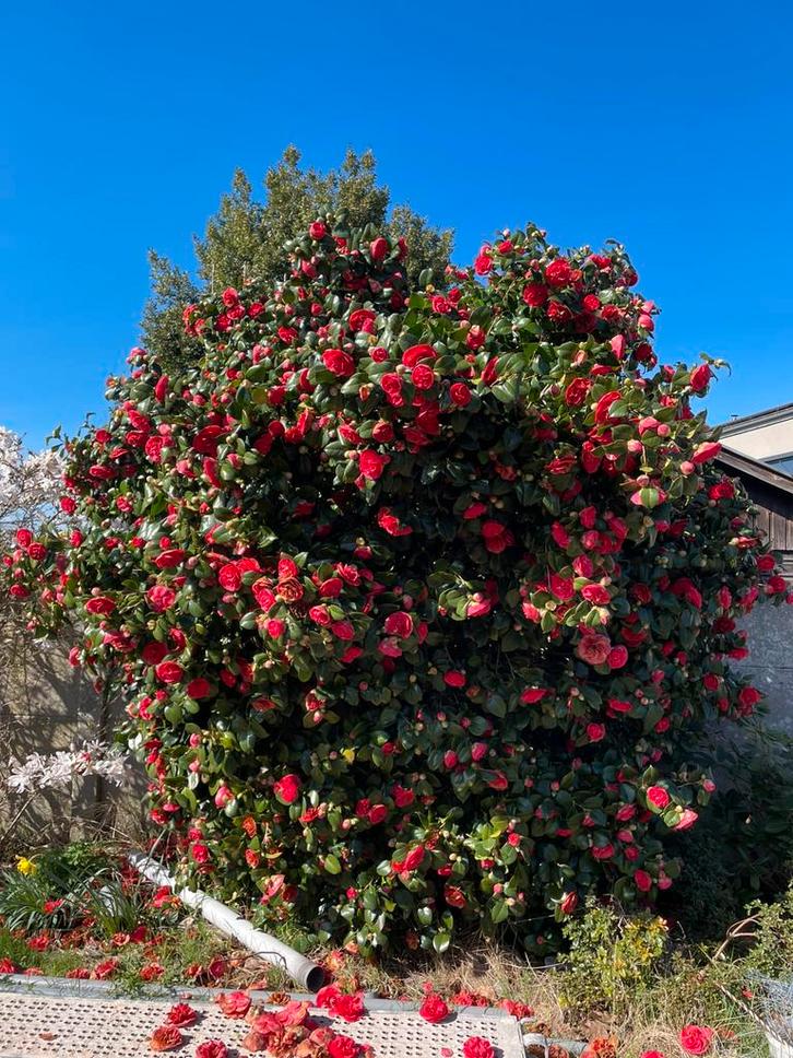 Camellia struik, Tuin en Terras, Planten | Struiken en Hagen, Struik, Overige soorten, 250 cm of meer, Ophalen