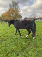 Draagmerrie te koop, Dieren en Toebehoren, Merrie