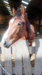 Spring veulen, Dieren en Toebehoren, Paarden, Z