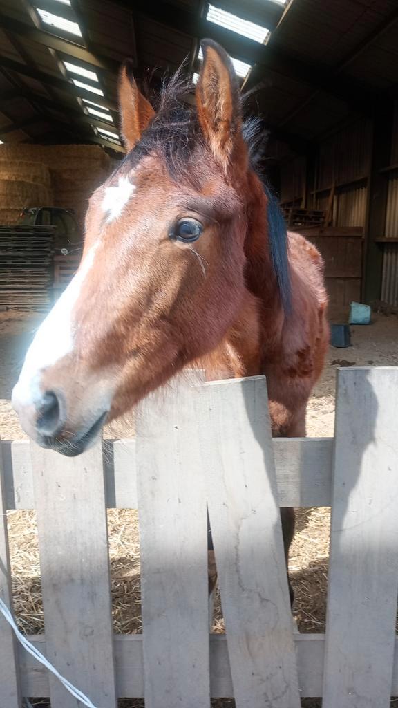 Spring veulen, Dieren en Toebehoren, Paarden, Z