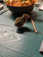 6 japanse jumbo kwartel kuikens minder dan week samen weg, Dieren en Toebehoren, Pluimvee