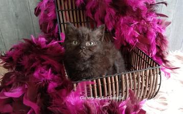 Selkirk Rex kattinnetje kittentje beschikbaar voor biedingen