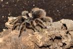 Curly hair tarantula, Dieren en Toebehoren, Insecten en Spinnen, Spin of Schorpioen
