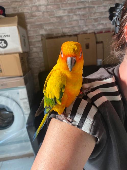 Connure soleil eam, Dieren en Toebehoren, Vogels | Parkieten en Papegaaien, Geringd