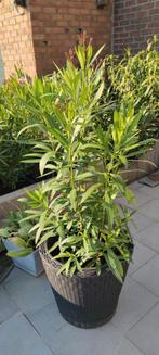 Rode oleander 120 cm vanaf de pot, Jardin & Terrasse, Plantes | Jardin, Enlèvement ou Envoi
